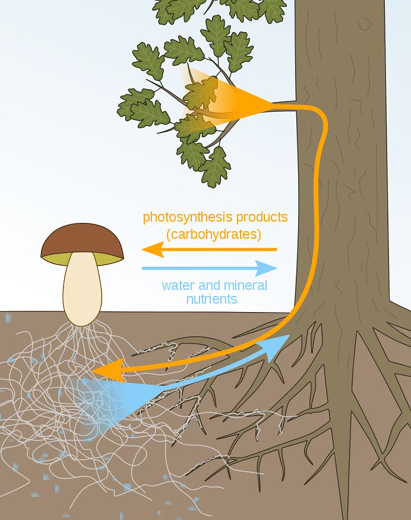 Mikoriza mantarları ve Ağaçlar arasındaki mutualist ilişki.