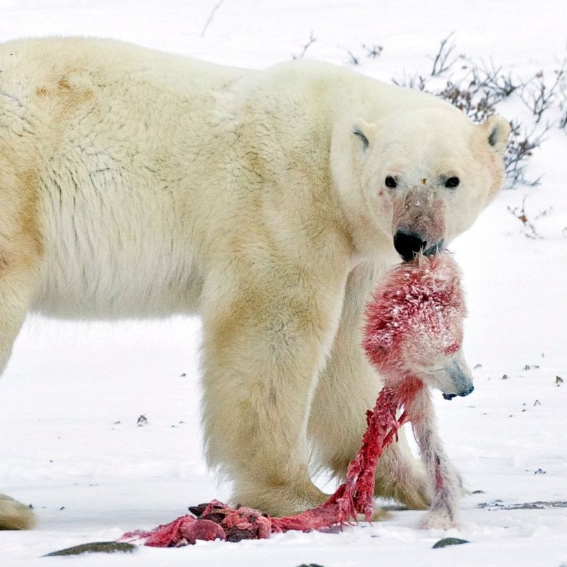 Açlıktan başka bir kutup ayısını öldüren kutup ayısı