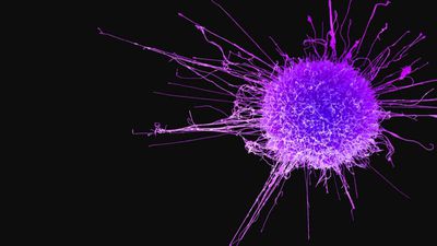 Kanser Hücreleri Yönlerini Nasıl Buluyor?