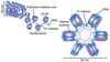 Histon Proteinleri ve DNA Katlanması: Metreler Uzunluğundaki DNA, Mikron Düzeyindeki Küçük Hücrelerimize Nasıl Sığar?