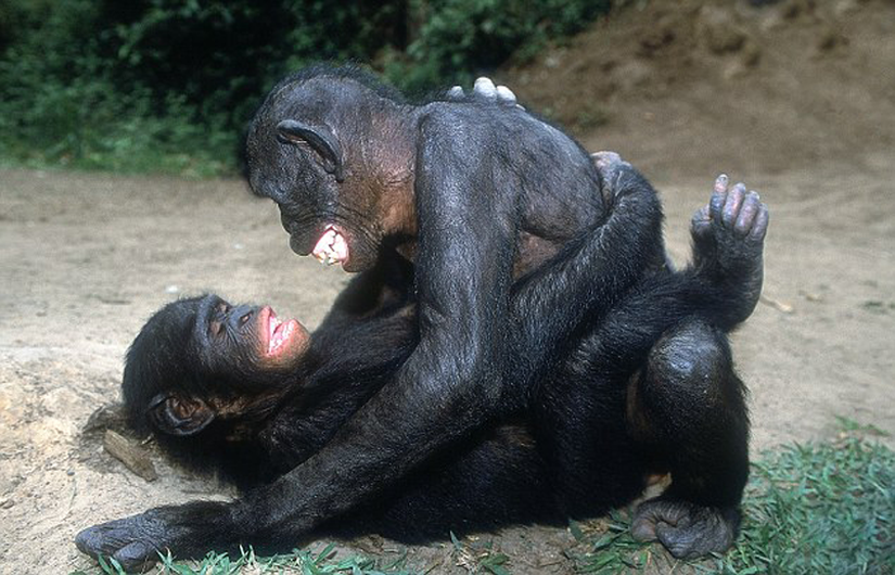 İnsanın yaşayan en yakın akrabası olan bonobolarda sadece erkekler arası değil, dişiler arası eşcinsel ilişki de çok yaygındır. Burada iki dişi bonobo, seks yaparken zevk çığlıkları atarken görülmektedir.