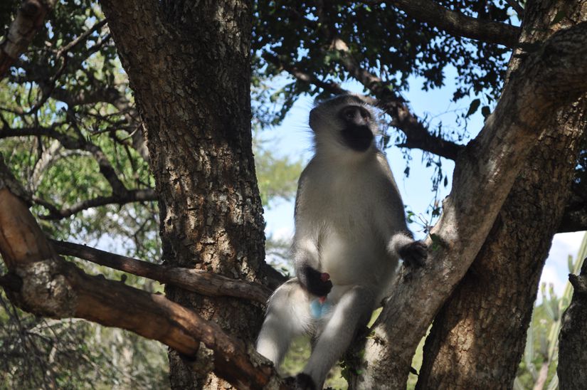 Yetişkin erkek vervet maymunlarında, mastürbasyon davranışı gözlemlemek mümkündür