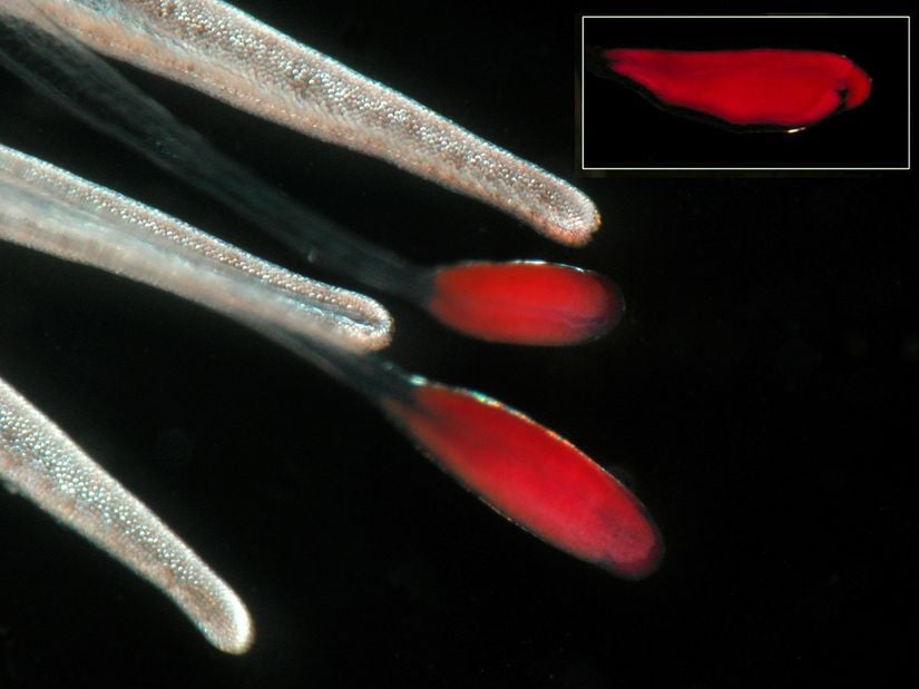 Sifonoforun olgun dokunaçlarındaki kırmızı floresan "tuzaklar"