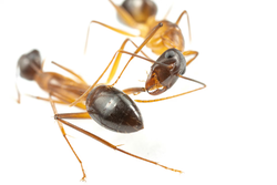 Karıncalar Hayatta Kalmak İçin Yoldaşlarının Uzuvlarını Kesiyor.