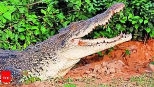 Crocodiles Clash With Communities As Encounters Surge