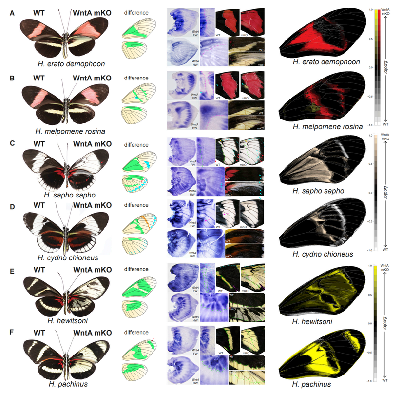 Kelebeklerde görülen farklı desenlerin gelişimsel mekanizmaları