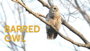 West Coast Officials Plan To Kill Barred Owls To Save Native Species