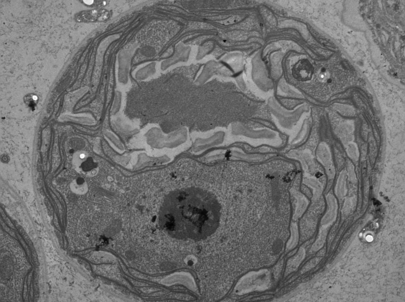 Chlamydomonas monoica'nın chloroplast yapısını gösteren TEM görüntüsü