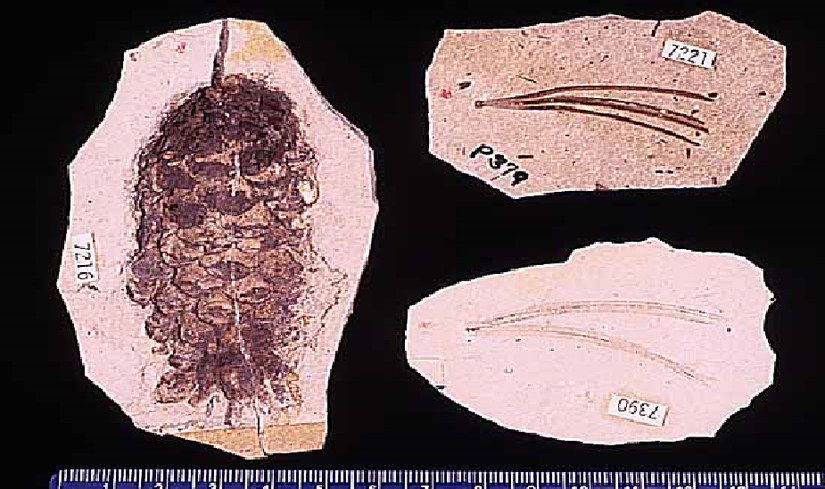 Çam Fosili Örneği (Kozalağı ve İğne Yaprağı İle Birlikte)
