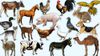 Evcilleştirme ve Ehlileştirme: Neden Bazı Hayvanlar Evcilleştirilirken, Bazı Diğerleri Evcilleştirilemez?