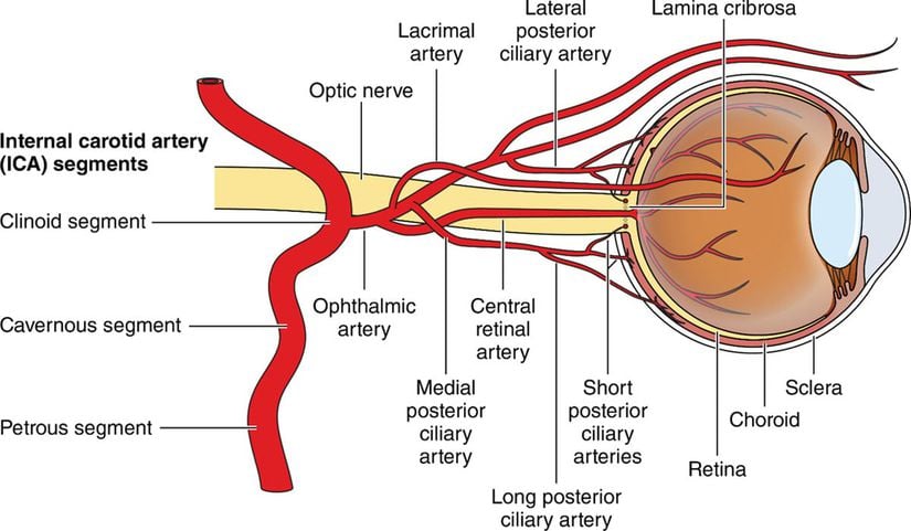 Retinaya Arteriyel Besleme