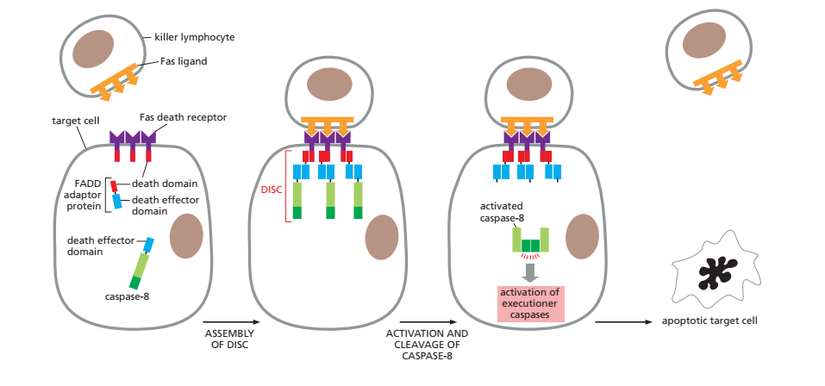 Fas Ölüm Ligandı tarafından indüklenen apoptoz yolu görülmektedir. Fas ile uyarılma sonucu FADD domaini DISC adı verilen apoptoz kompleksinin oluşmasına aracılık eder.