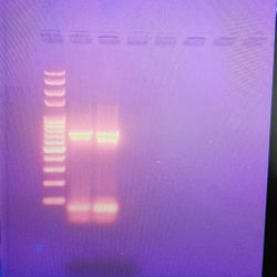 Bu DNA parçalarının kaç base pair (baz çifti- bp) olduğunu nasıl hesaplayabilirim?