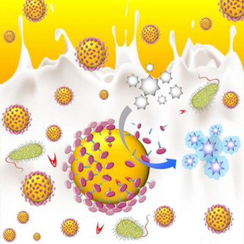 Proteazlar ortamda bulunduğunda koruyucu kazein bariyerini yiyerek altın nanoparçacıkların yüzeyini açığa çıkarırlar.