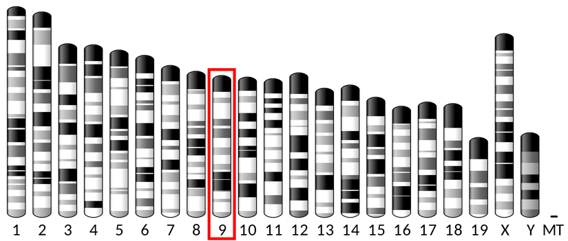 Kromozom 9'un İdeogramı