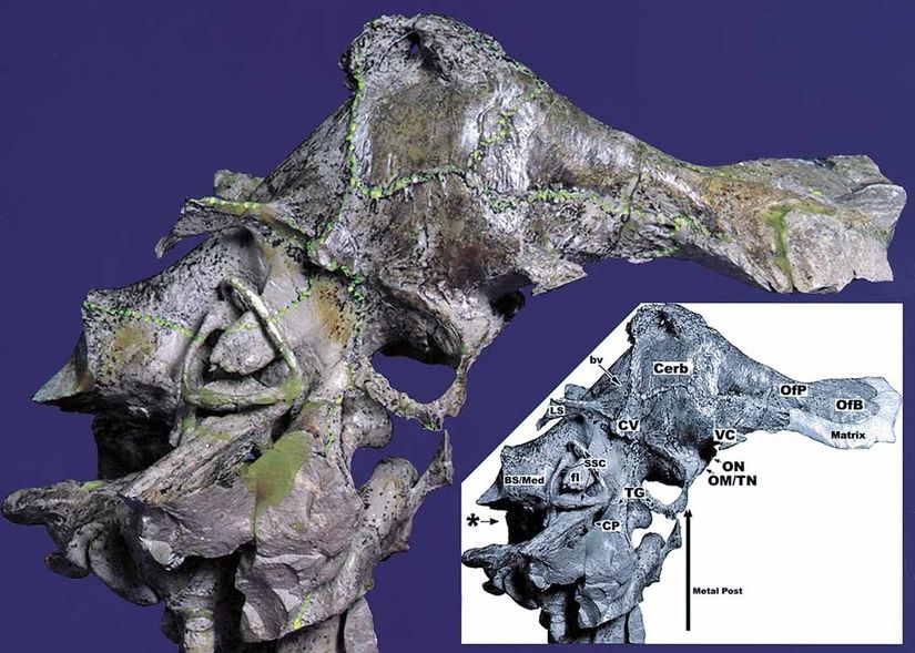 Allosaurus fragilis türü theropodun BT tabanlı görüntüleme yöntemi ile oluşturulmuş beyin modeli.