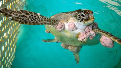 Kaplumbağalarda Kanser: Fibropapillomatoz Tümörler, Kaplumbağaların 1 Numaralı Ölüm Sebebi!