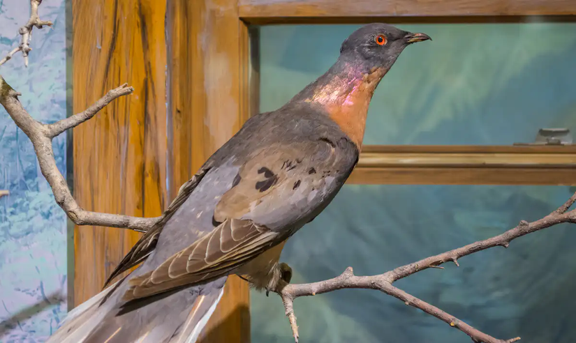 Cleveland Tarih Müzesi'nde sergilenen bir erkek yolcu güvercini. Son vahşi güvercin 1901'de vuruldu ve son esir kuş Martha, 1 Eylül 1914'te Cincinnati Hayvanat Bahçesi'nde öldü.
