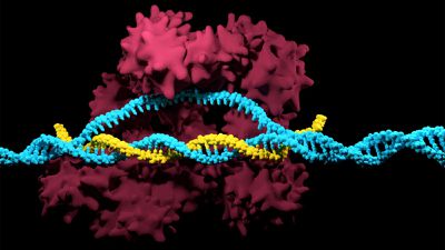 CRISPR Gen Düzenleme Yöntemi ile Süper-İnsanlar Yaratabilir Miyiz?