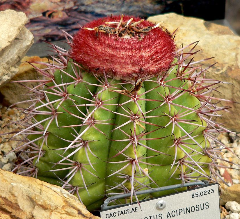 "Melanocactus acipinosus" türünde fes şeklinde sefalyum.