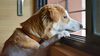 Ayrılık Kaygısı: Köpekler, İnsanlar Evi Terk Ederken Neden Endişe Duyuyorlar?