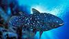 Sölekantlara "Yaşayan Fosil" Demeyi Bırakma Vakti Geldi: Antik Balığın Genomunda Onlarca Yeni Gen Evrimleşti!