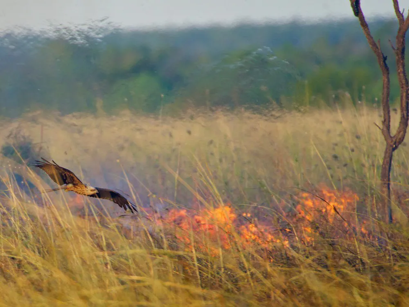 Milvus migrans türü kara çaylak, Avustralya'nın Borroloola bölgesindeki yangın alanında.