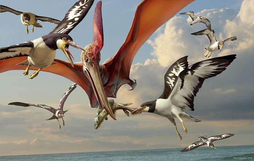 Meşhur uçan sürüngen cinsi olan Pteranodon ile dönemin dişli kuşlarından olan Ichthyornis'in anlaşmazlığı.