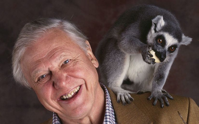 Attenborough'un Madagaskar maymunu ile verdiği poz.