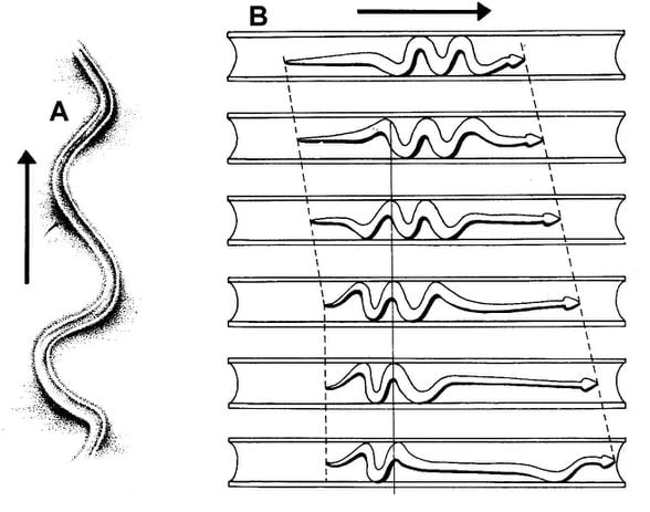 Şekil 123: Ekstremitesiz sürüngenlerde görülen bazı hareket tipleri. A: Kum zemin üzerinde ok yönünde hareket için Yanal Dalgalanma Hareketi, B: Bir tünel içinde El-Akordeon (Konsertina) Hareketi (Porter, 1972’den değiştirilerek).