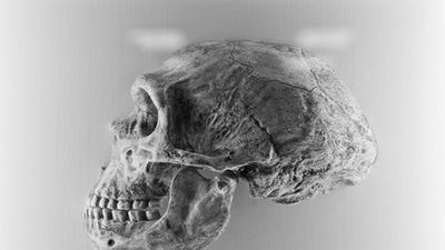 İtalya’nın İlk Neanderthal’i 250 Bin Yaşında!