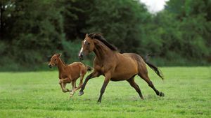 Horse Domestication Traced To Ancient Lineage