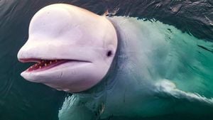 Hvaldimir The Beluga Whale Dies From Infection