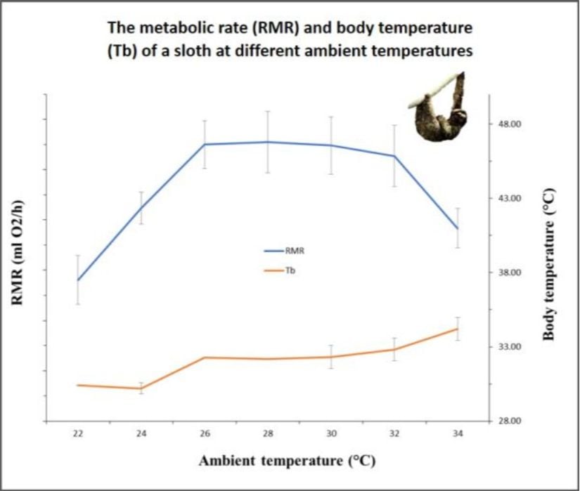 Grafik bizlere, bir tembel hayvanın metabolik hızını (RMR) ve vücut sıcaklığını (Tb), çeşitli çevre sıcaklıklarına göre incelenmesini göstermektedir. Soğukta enerji tüketimi düşükken, 26-30°C sıcaklıklarda artıyor. Ancak sıcaklık 30°C'nin üzerine çıktığında, diğer hayvanların aksine enerji kullanımı azalıyor.