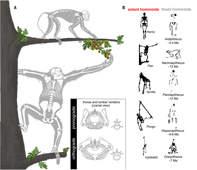 Pronograd ve ortograd vücut planları. (A) Tipik duruşlarda makak (yukarıda) ve şempanze (aşağıda), pronograd ve ortograd vücut planı özellikleri arasındaki genel farklılıkları gösterir. Bir pronograd maymuna kıyasla, modern hominoid ortograd vücut planı, bir dış kuyruğun (kuyruk sokumu onun körelmiş kalıntısıdır), mediolateral olarak geniş ve dorsoventral olarak sığ olan, kranial olarak yükseltilmiş ve yönlendirilmiş, dorsal olarak yerleştirilmiş bir göğüs kafesinin olmaması, daha kısa bir bel ve uzun iliak bıçaklar ile karakterize edilir.  Modern hominoidler, kısa bir ulnar olekranon işlemiyle kolaylaştırılan, burada gösterilen tam dirsek uzantısı gibi daha yüksek eklem hareketlilik aralıklarına sahiptir. Ekte ayrıca, ortograd hominoidlerde daha dorsal olarak yerleştirilmiş ve yönlendirilmiş enine işlemler dahil olmak üzere lomber vertebral anatomideki farklılıklar da gösterilmektedir. (B) Her bir mevcut hominoid soyunun temsilcileri (sol sütun), bir ortograd vücut planıyla ilişkili farklı postüral varyasyonları gösterir. Dik vücut planı, modern insanlarda iki ayaklı yürümeyi ve maymunlarda ağaçta tırmanma ve dal altı süspansiyonun farklı kombinasyonlarını kolaylaştırır. Karasal Afrika maymunlarında parmak eklemi yürüyüşü, arka bacaklara göre uzun ön ayakları olan dik bir maymun üzerine yerleştirilmiş uzlaşmacı bir konumsal davranış olarak görülüyor. Fosil hominoidlerin ilişkili iskeletleri (sağ sütun), bir dik cismin süspansiyon için özel uyarlamalardan ayrılabileceğini göstermektedir (örneğin, Pierolapithecus, Hispanopithecus'tan daha kısa ve daha az eğimli bir duruş sergilemektedir). Diğer fosil maymunlar, biraz daha modern maymun benzeri ön ayaklarıyla (örneğin, Nacholapithecus) ilkel "maymuna benzer" zamansal vücut planları sergiler.