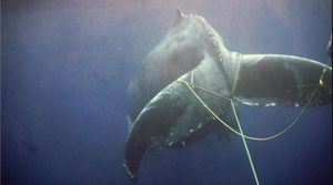 Heartbreaking Discovery Of Tail-less Humpback Whale Raises Concerns