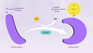 How Chemical Tags Control Protein Stability