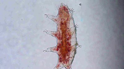 Farklı Tardigradlar (Heterotardigrada)