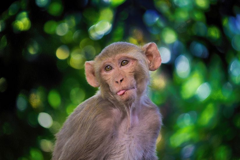 Rhesus Maymunu (Macaca mulatta)