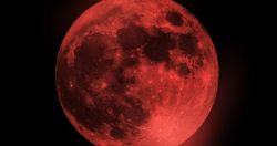 Ayı neden bazen kırmızı renkte görürüz?