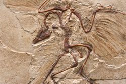 Fosillerde neden genellikle kafalar arkaya atılmış oluyor ?