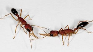 Ants Perform Lifesaving Amputations On Injured Comrades