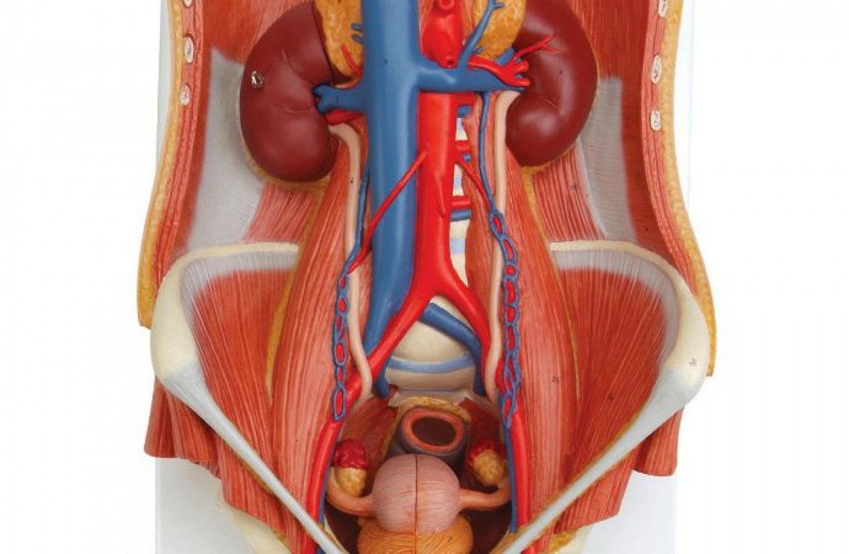 Мочевые органы мужчины. Анатомия мочеполовой человека. Анатомия органов мочеполовой системы. Женская Мочеполовая система. Анатомия мочеполовой системы женщины.