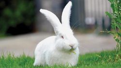 Baskın olan gri tavşanla albino tavşan çiftleşmesinden, yavru bir albino tavşan elde etmemiz mümkün mü?