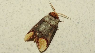 Ay lekeli kelebek (Phalera bucephala)