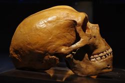 Beyninizi Neandertallerden Farklı Kılan Nedir?