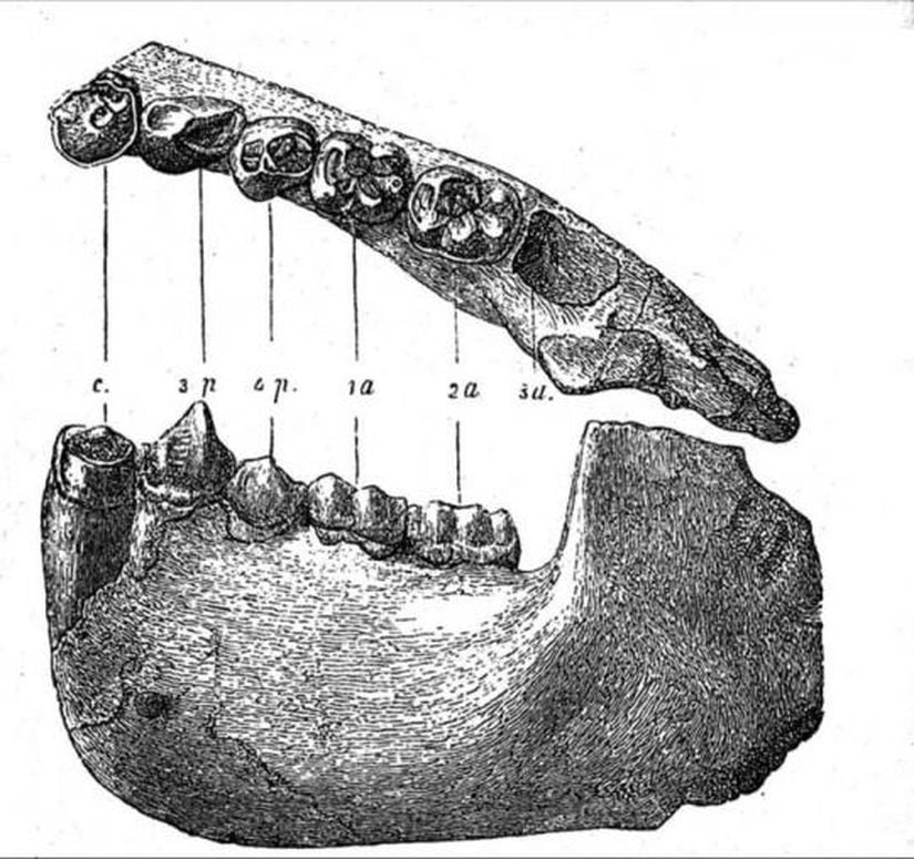 Dryopithecus (Fosil)