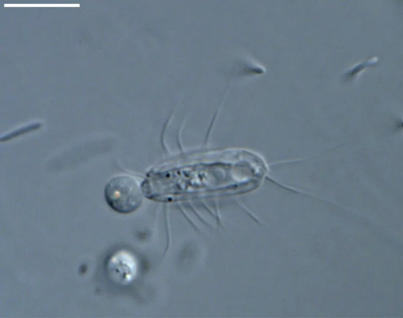 Hemimastix kukwesjijk ışık mikroskobu altında beslenirken.