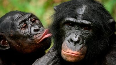 Hayvanlarda Erkek-Dişi Esnekliği: Hayvanlarda Bazı Bireyler, Karşı Cinstenmiş Gibi Davranabiliyorlar!