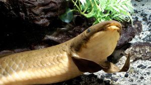 South American Lungfish Reveals Record-Breaking Genome Discoveries